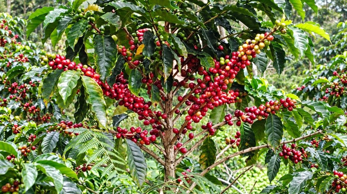 Productive 8.84-Hectare Coffee Farm and Food Forest in Miravalles