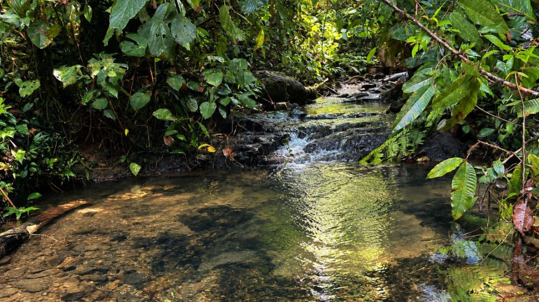 Off-Grid Rainforest Sanctuary – Ultimate Privacy