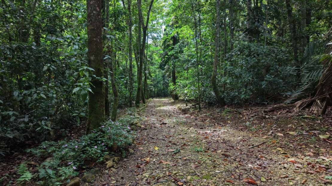 Private Nature Sanctuary: 2.5-Acre Estate with Guest House in Residential Otro Mundo
