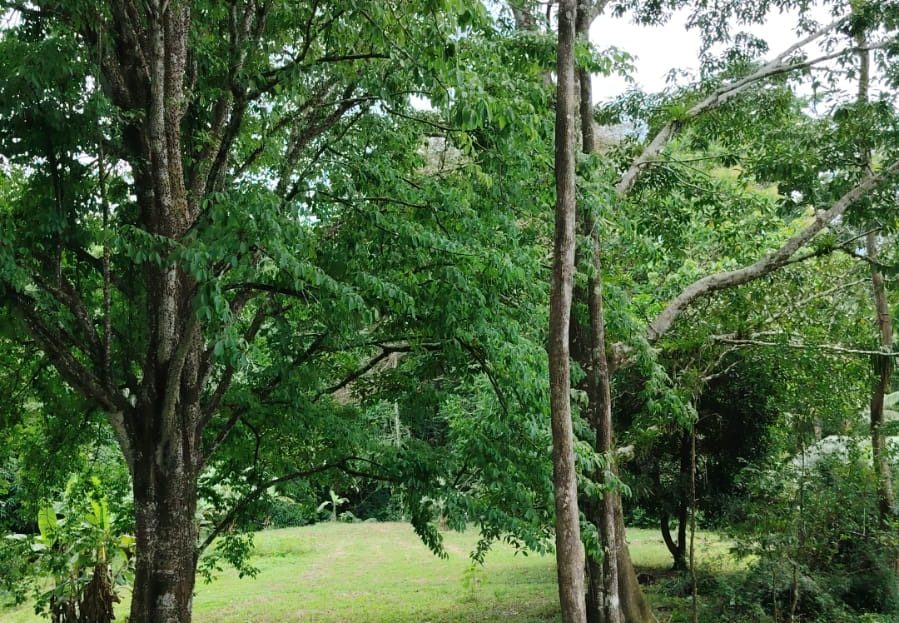 Golfito>Pavones Real Estate Listings 32825