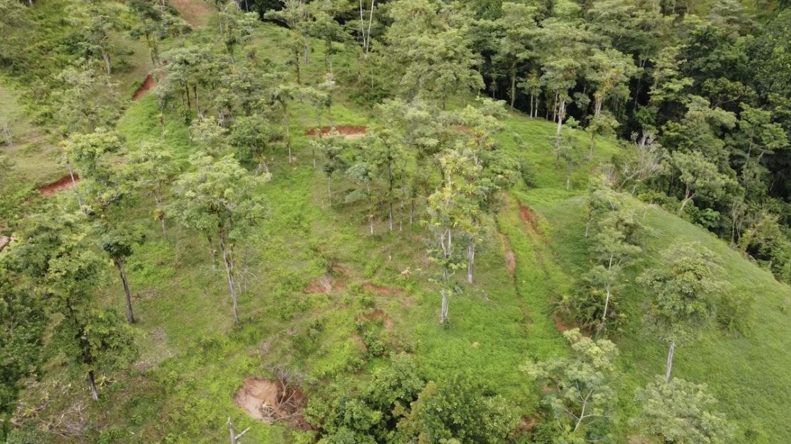 Parrita