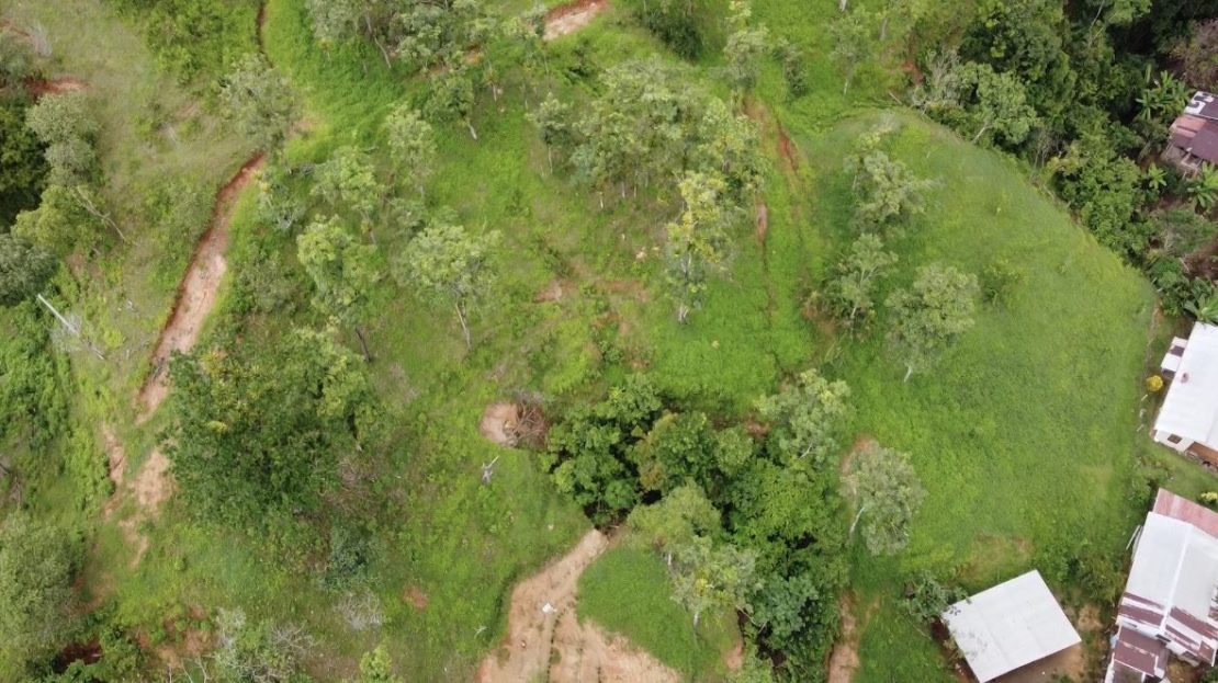 Parrita