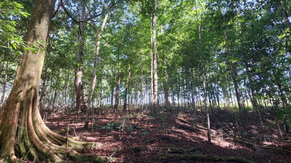 Pérez Zeledón: 1 Ha Lot with Nature & Strategic Location Minutes from San Isidro