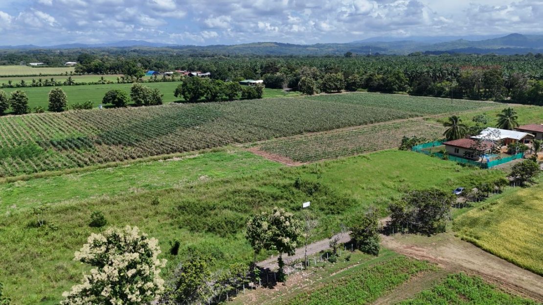 Parrita