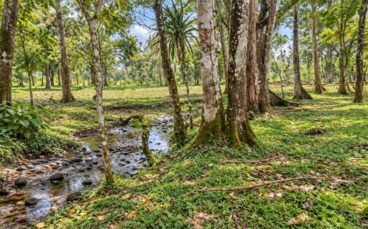33 Acres of Pristine Costa Rica Farm in Upala w Infrastructure